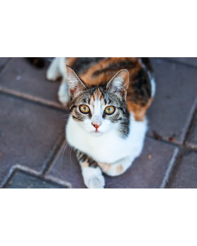Original licensed photograph of a brown tabby cat